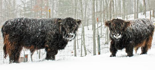 Highland cattle black,Scottish highland cattle,Black highland cattle,Highland cattle, Highland calves