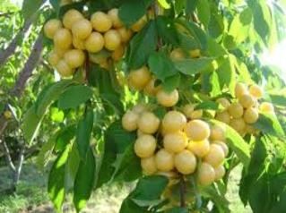 Cherry vàng, cherry Mỹ, hoa quả nhập khẩu tại hà nội