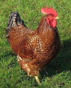 Pure bred hens for sale at Chickenfeathers