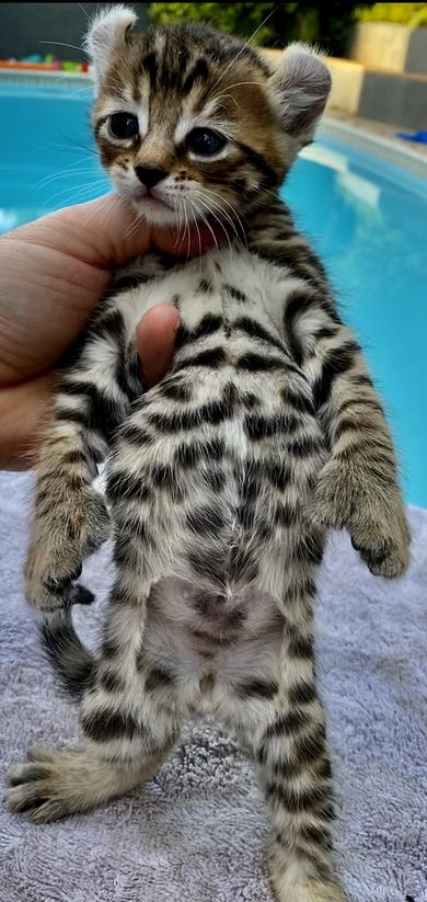 Bobcat Hybrid Kittens