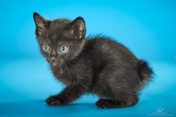 toybob kittens for sale