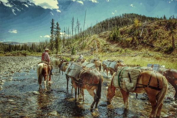 Yellowstone Pack Trips, pack horses, cache creek, Yellowstone National Park