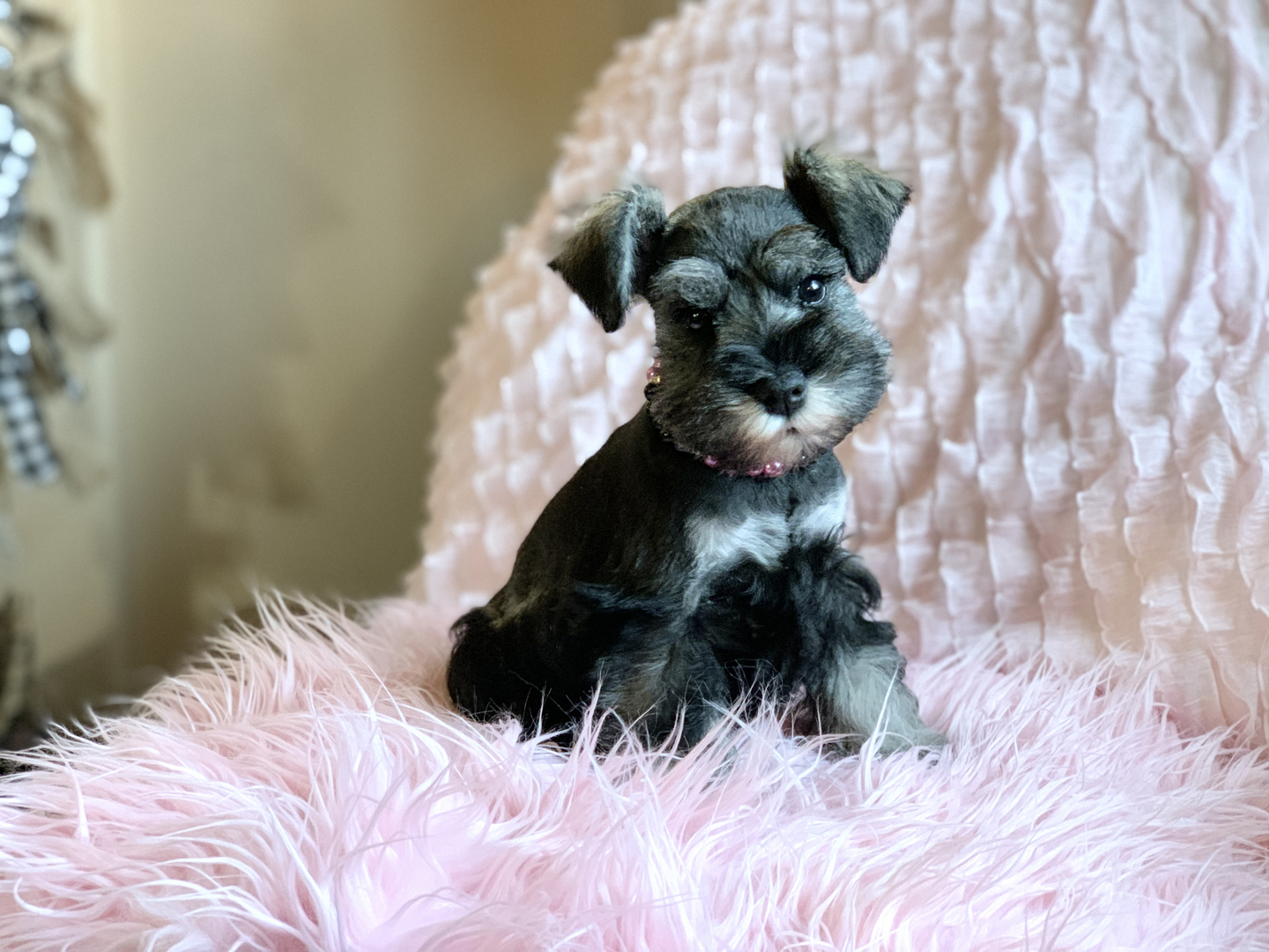 Dwarf best sale schnauzer puppies