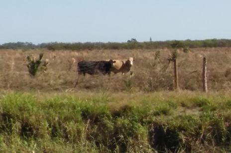 Cows in a field