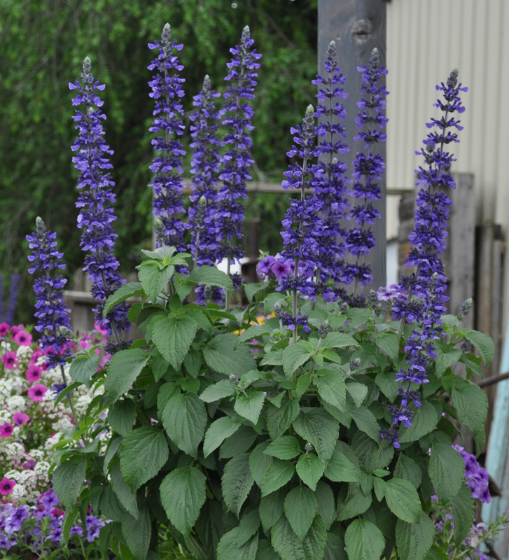 Indigo on sale spires salvia