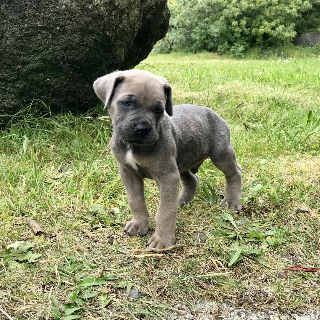 4 week old cane 2024 corso