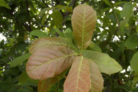 buy a mexican white oak in san antonio at wilson landscape nursery