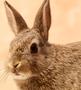 Host a Texas Easter Murder Mystery Party