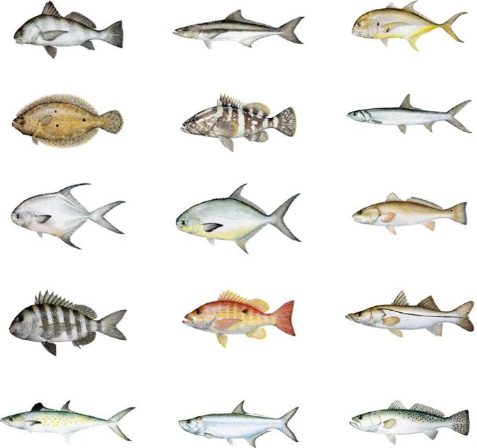 Eleven Types Of Fish You'll Find In The Gulf Of Mexico Sarasota Magazine
