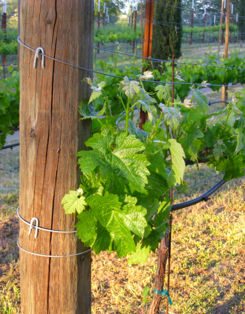 Grapevine and end-post