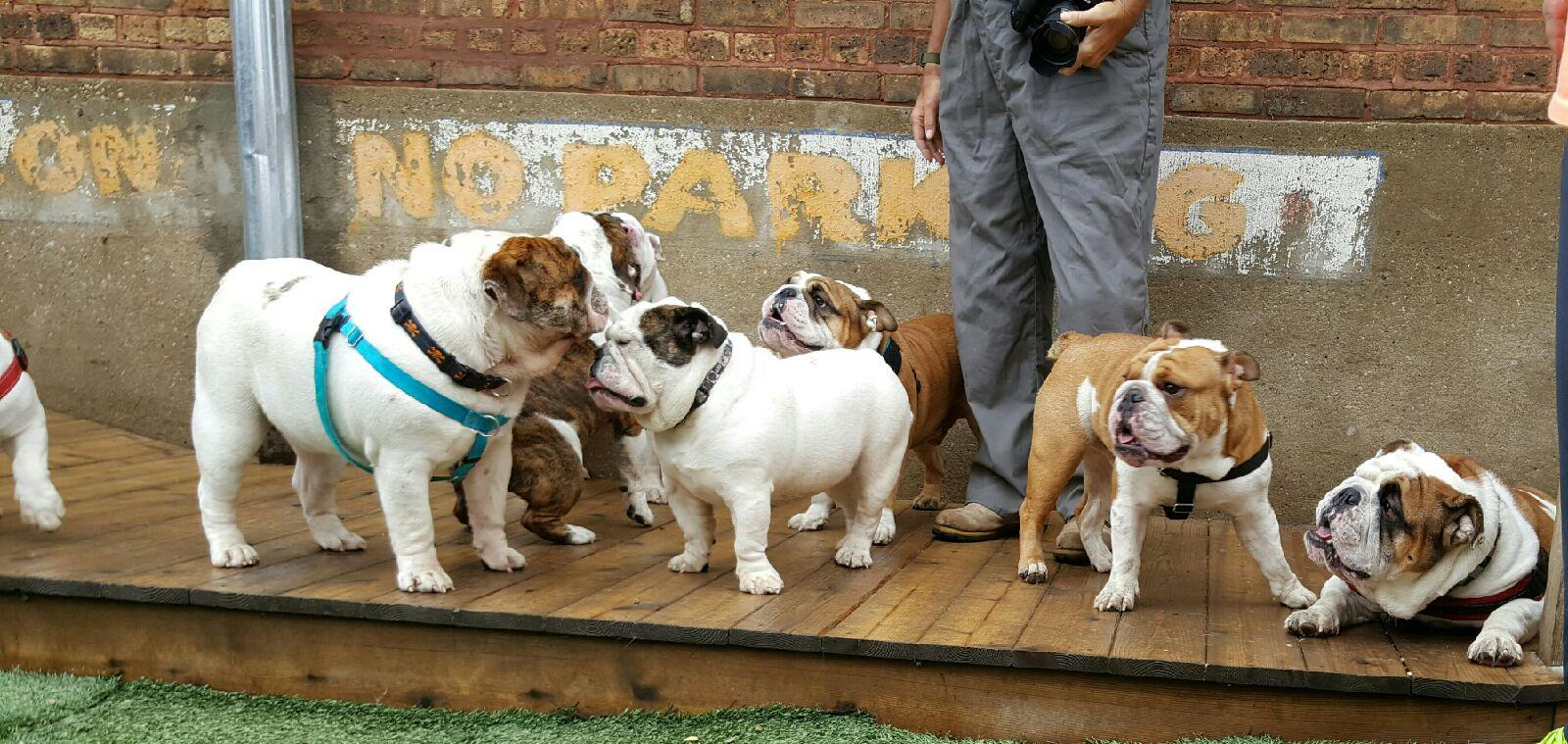 English bulldog hot sale shelter near me