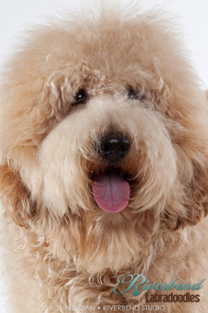 Ivy lane hot sale australian labradoodles