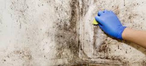 MOLD CLEANING SERVICES FROM ABQ HOUSEHOLD SERVICES