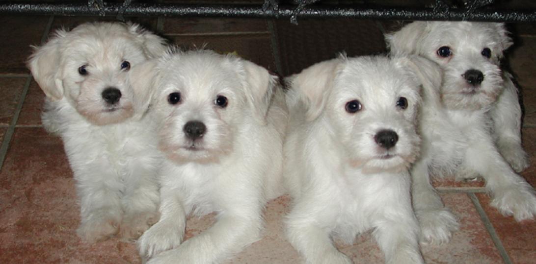 Schnoodle Puppies Fo
