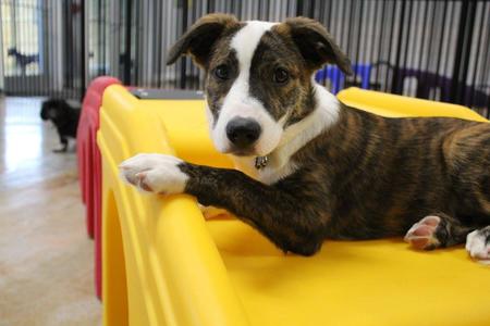 Primo shop dog beds