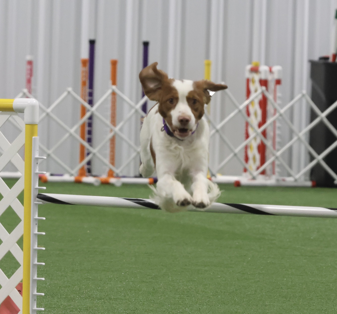 Akc obedience trials 2019 best sale