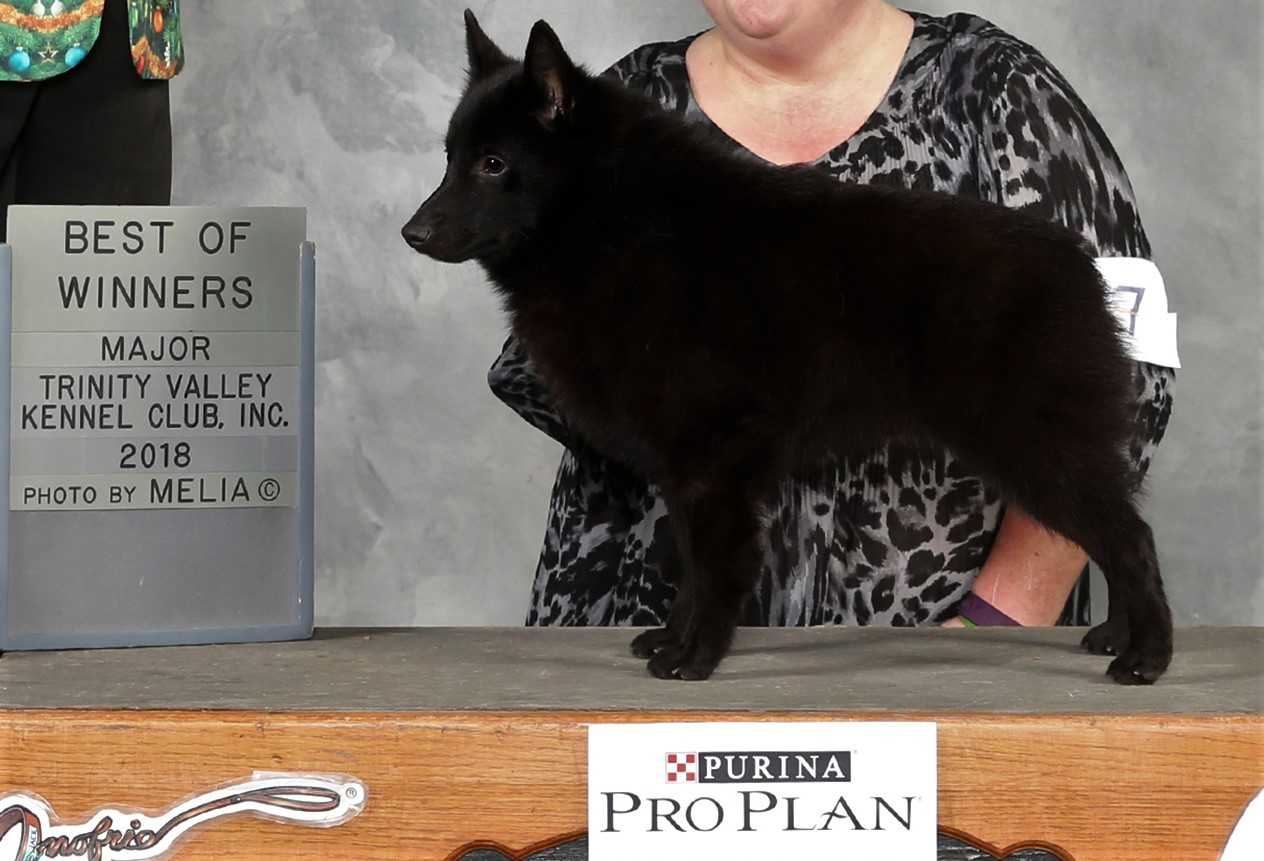 Schipperke best 2024 in show