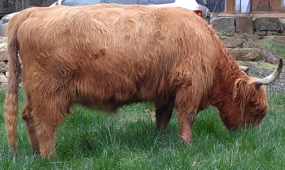 Scottish highland cattle,Black highland cattle,Highland cattle black,Highland cattle, Highland calves