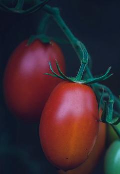 Italian Plum Tomatoes