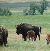 Buffalo on Colorado Ranch Managed by David Wentz