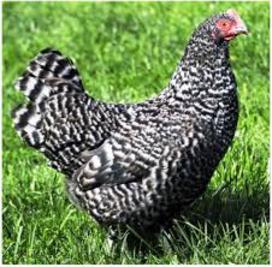 Speckledy hen for sale at Chickenfeathers Shotts