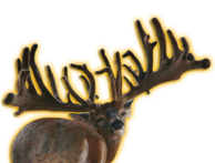 GLADIATOR XL WHITETAIL BUCK