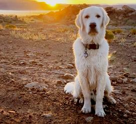 Gaelic for golden store dog