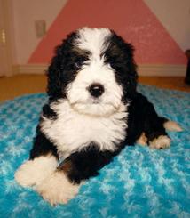 Tiny Bernedoodle Tricolor