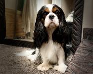 Cavalier King Charles Spaniel Puppies Available in Phoenix & Tucson, AZ