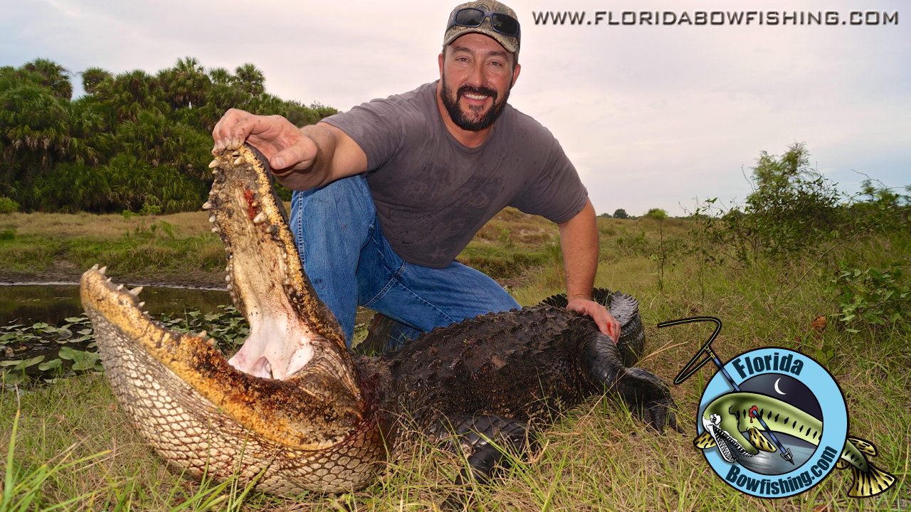 Florida Gator Hunting  Florida Bowfishing Adventures