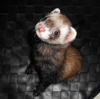 Rescue ferret discount near me