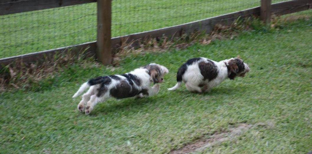 Grand basset griffon vendéen hot sale puppies