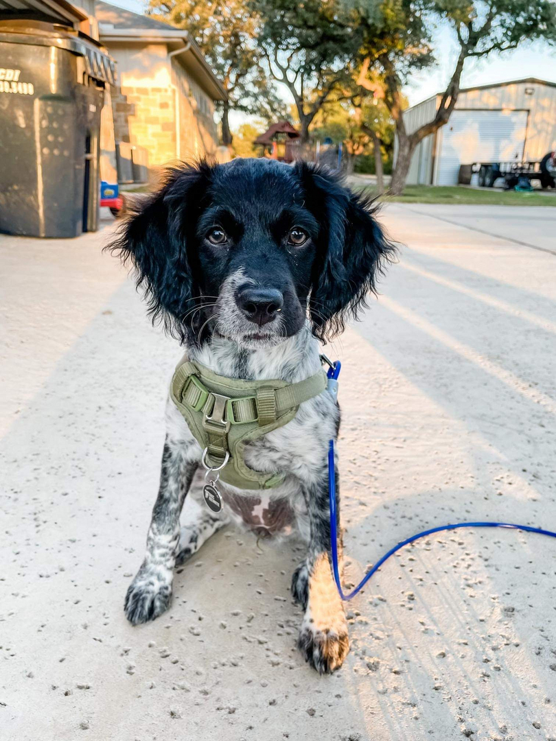 Liver roan hot sale brittany spaniel