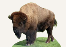 Hunting Bison Wyoming