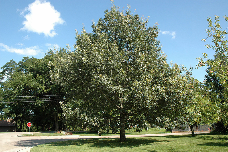 Buy Chinkapin Oak Tree in Helotes - Wilson Landscape Nursery