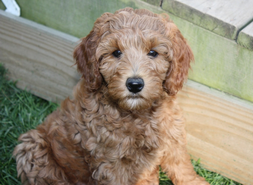 Labradoodle heaven hot sale