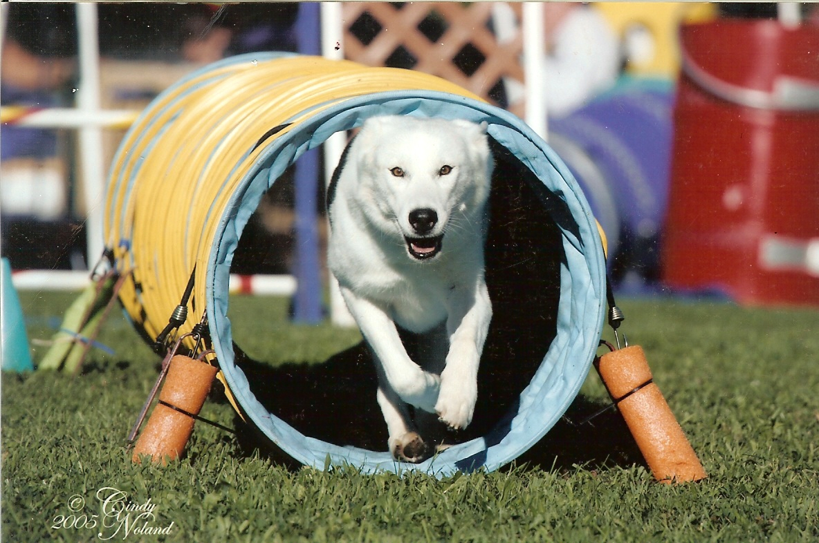 Dog Boarding In Pet Training Rebecca S Zoll Bellville Oh