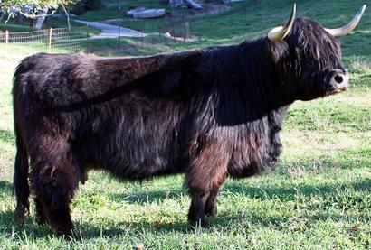 Black highland cattle,Scottish highland cattle, Highland cattle black,Highland cattle, Highland cattle calves