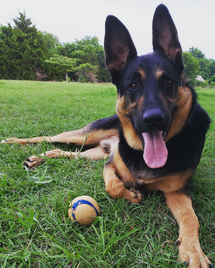 German shepherd sales rescue shelter