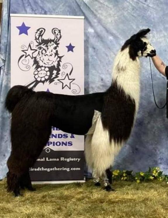 CVL Pride's Whispering Angel: Top ILA Halter Llama of 2016