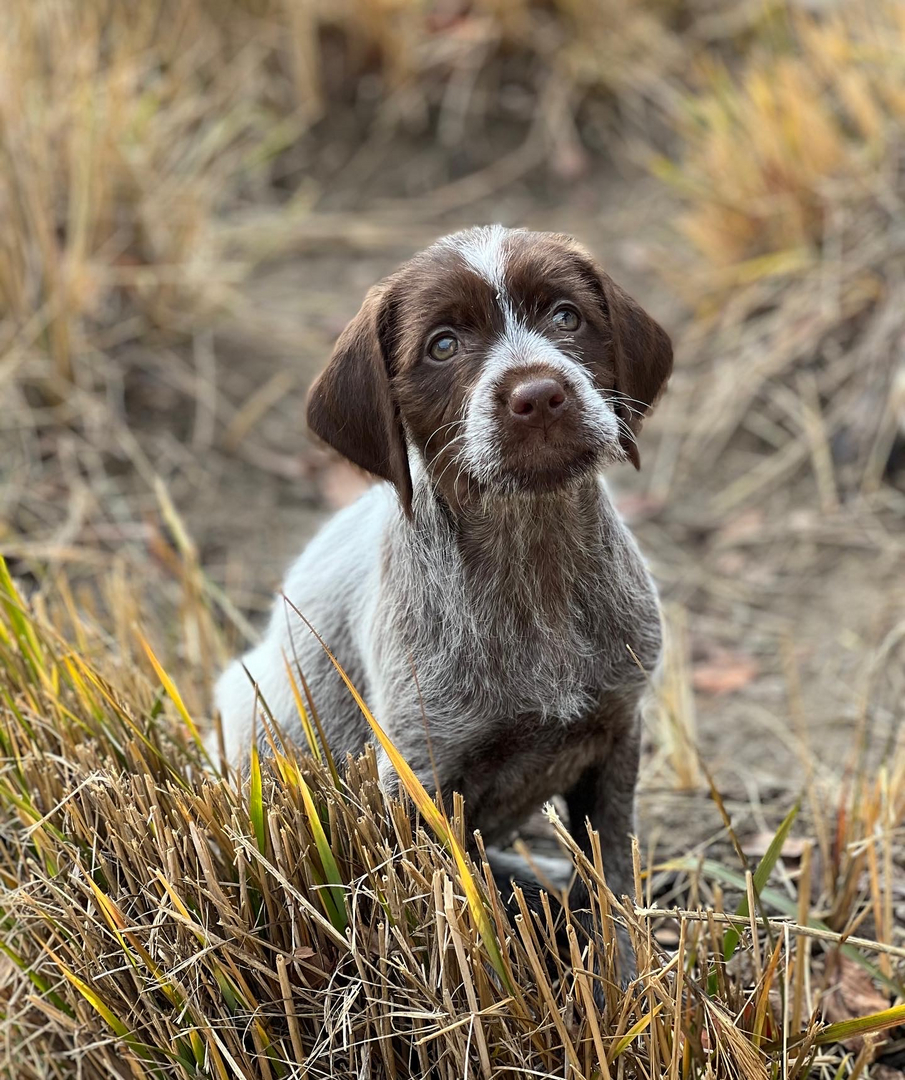 Wirehaired pointing griffon hotsell for sale near me