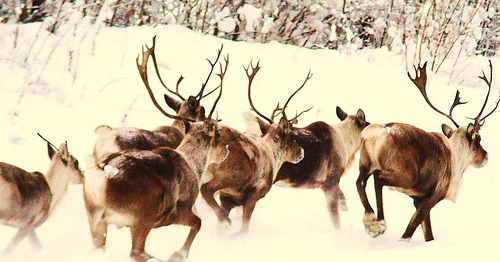 The Meaning of Santa's Reindeer Names