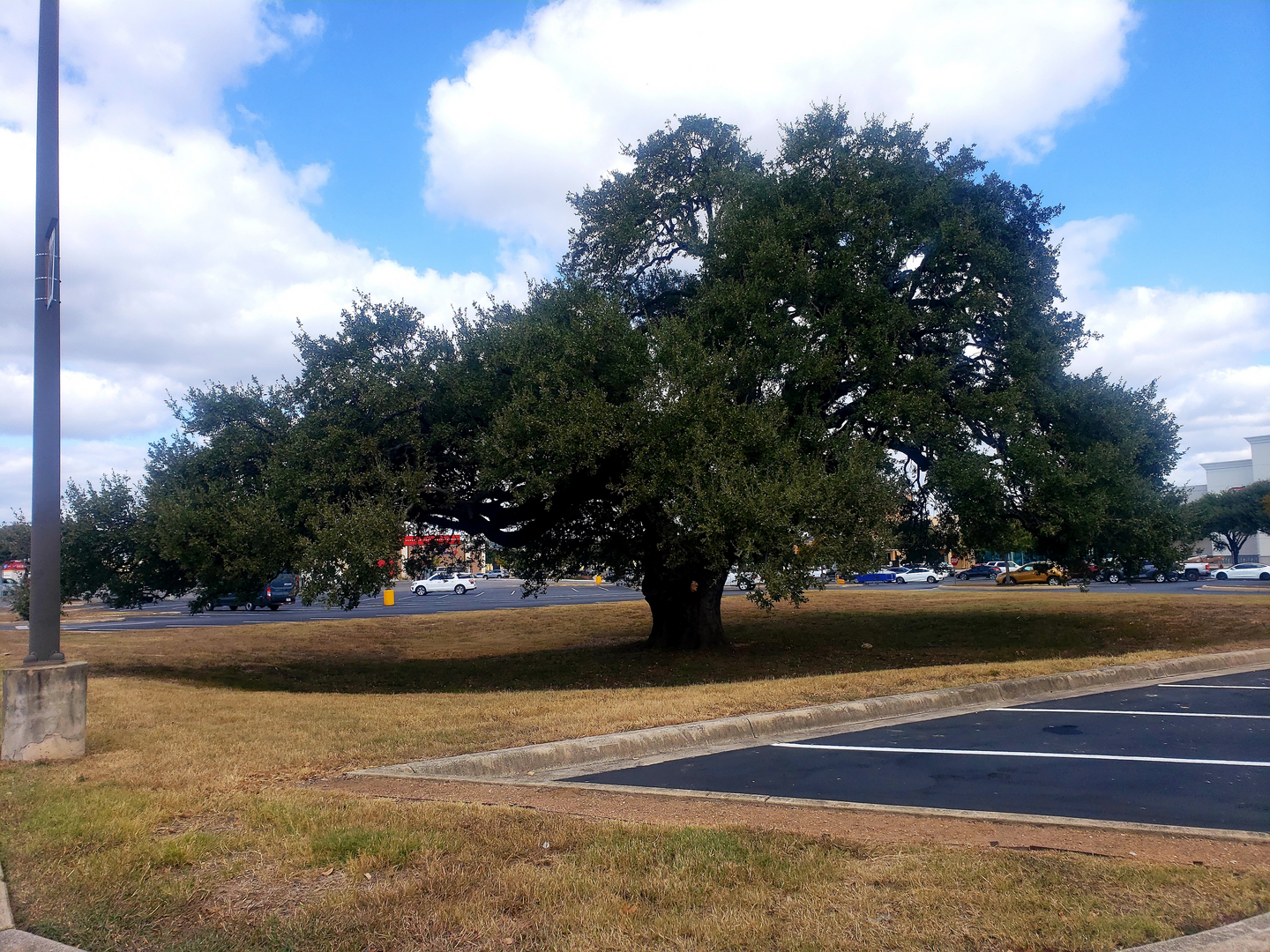 oak tree intertwined