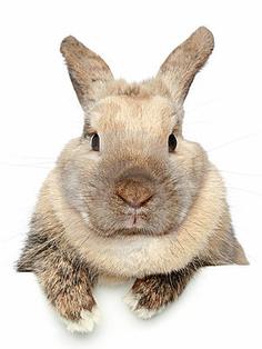 Cincinnati Hills Animal Clinic Stuart the Rabbit