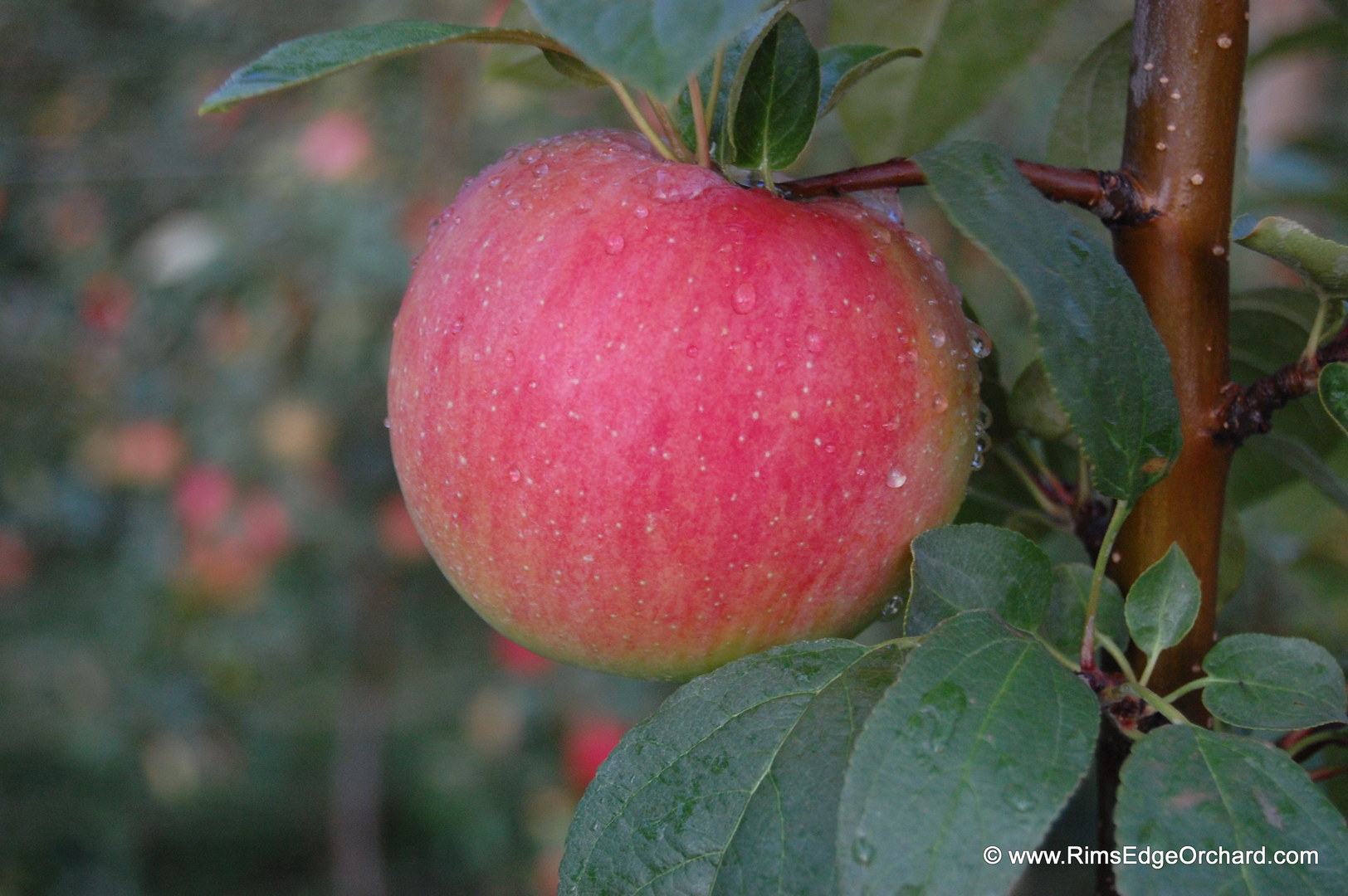 Browse Wisconsin Cortland Apples Details