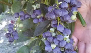 Bonnies Blueberries - blueberries, 