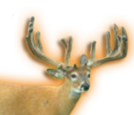 REMINGTON WHITETAIL BREEDER BUCK