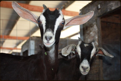 Goats from the Achadinha Cheese Company - Petaluma, CA that make Goat Milk Soaps for Swan Haven Soap
