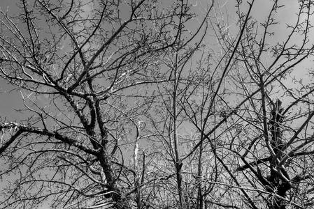 black and white, trees, Amy Ballard