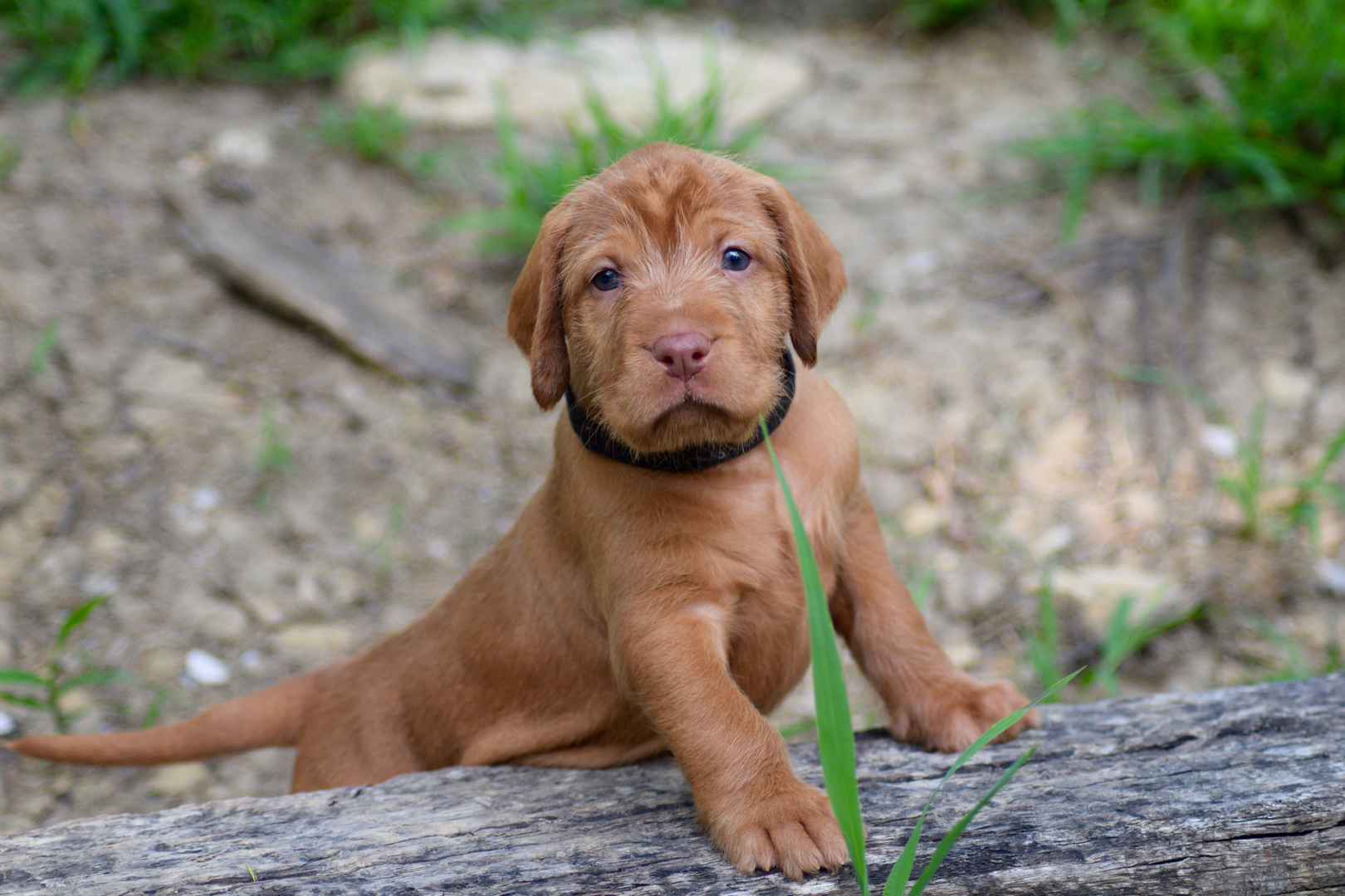 Long haired top vizsla puppy